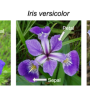tipos_flores2.png